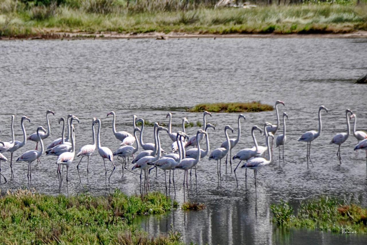 Flamingo Issos Corfu Línia